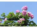 つるバラ、冬の剪定・誘引のやり方とは？