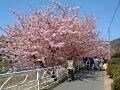 早春の桜を満喫しよう！河津桜の桜並木へ【静岡】
