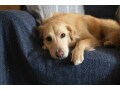 犬の用語集【ら行】……ローチバックなどの意味を覚えておこう！