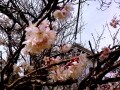 桜好きならココに住め！～「桜地名」で年中桜を感じる