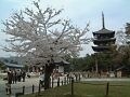 奈良さくら散歩・ガイドが選ぶ桜の名所巡り