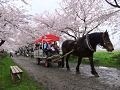 どこまでも続く桜並木に感動！北上展勝地の桜【岩手】