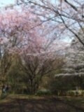 東京のオススメ花見スポット！ 北の丸公園