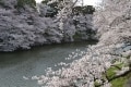 東京のオススメ花見スポット！ 千鳥ヶ淵緑道
