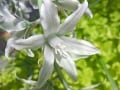 春に咲くおすすめの花：オーニソガラム・ヌタンス