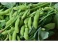 枝豆の栽培方法……大豆にする育て方や手入れや植え付け方など