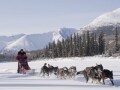 冬のアクティビティ人気No1、カナダで犬ぞり