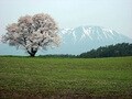 秀峰・岩手山を背景に、凛と佇む「一本桜」