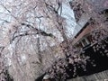 武家屋敷と桜のコントラスト！東北の小京都「角館」