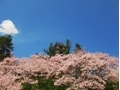 長野の桜の名所 「高遠城址公園」