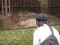 しろくま「ピース」に会える愛媛県立とべ動物園