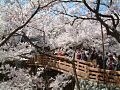 満開の桜が城跡を包み込む高遠へ【長野】