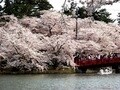 青森のお花見で外せない！弘前公園の桜