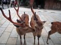 野性の鹿と触れ合える奈良公園