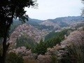 日本一の桜の名所！ 奈良の吉野山