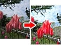 Photoshop Elementsで地味な花の写真を明るく鮮やかに