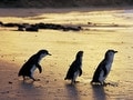 メルボルンから行く、ペンギンパレード／フィリップ島