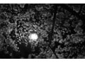 兵庫の桜の季節だけの世界　「夙川公園の夜桜」