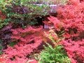 高桐院・細川三斎が愛した「楓の庭」を彩る紅葉