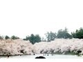 観光名所 弘前城公園の桜