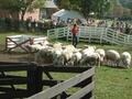盛岡からの小旅行、ひろびろ小岩井農場で羊と遊ぶ
