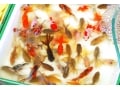 金魚の混泳の相性…和金など種類ごとに検証