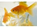 金魚の種類を学ぼう！金魚の体色と鱗の種類はさまざま