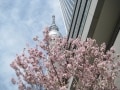 東京スカイツリータウンで楽しむ桜