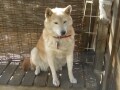 柴犬のいい顔【はなこ編】