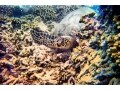 天国の海カネオヘ湾サンドバーでウミガメと遭遇
