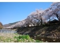 桜とスイーツを楽しむ、春の箱根トリップ