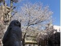池袋駅周辺の公園で桜を見つけながら歩いてみた