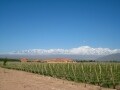 アルゼンチン最大のブドウ畑でワイナリーツアー！