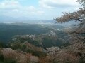 吉野さくら散歩・夢心地の桜と名所を訪ね歩く【奈良】