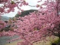 河津桜と温泉の日帰り旅行