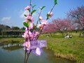 約2000本の桃花が咲き誇る 古河桃まつり