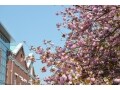 大阪・人気の花見スポット！ 「造幣局 桜の通り抜け」