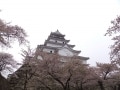 『八重の桜』の舞台、鶴ヶ城で桜を愛でる【福島】
