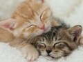 熟睡する天使の子猫たち