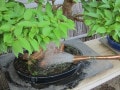 盆栽の水やりの詳しいやり方