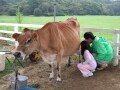 ニュージャージー牛の乳搾り体験が子どもたちに人気