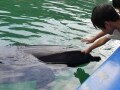 イルカと遊べる、泳げる！「下田海中水族館」