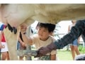 モーモーファーム竹原牧場で牛と触れ合って癒される！