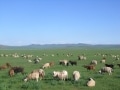 モンゴル、首都ウランバートルと草原の楽しみ方