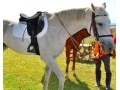 沖縄の絶景海岸線を、馬に乗って！乗馬体験