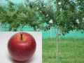 リンゴの木から見つかった糖尿病薬 SGLT2阻害薬