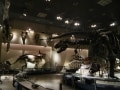 上野・国立科学博物館で恐竜と遊ぶ！ 学ぶ!!