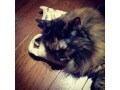 猫枕でZZZ……