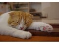 猫を飼えない人のオアシス