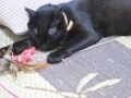 猫じゃらしが大好き